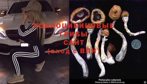 шишки Сосновоборск